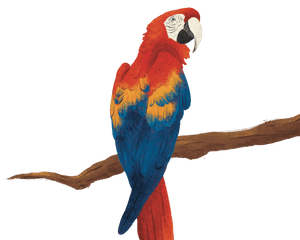 Guacamaya